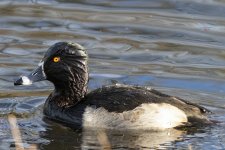 A08RingNeckedDuckDrake6824.jpg