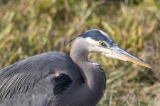A10GreatBlueHeron6573.jpg