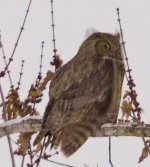 015-Great-Horned-Owl-121622-crop.jpg