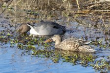 A01PintailDrakeShovelerHen7240.jpg A01PintailDrakeShovelerHen7240.jpg