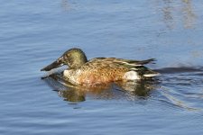 A02NorthernShovelerDrake7227.jpg A02NorthernShovelerDrake7227.jpg