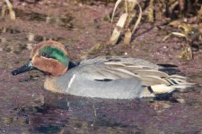 A03GreenWingedTealDrake6868.jpg A03GreenWingedTealDrake6868.jpg