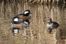 A04HoodedMergansers7307.jpg A04HoodedMergansers7307.jpg