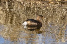 A09PiedBilledGrebe7216.jpg A09PiedBilledGrebe7216.jpg