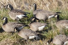 A05CacklingGeese7101.jpg A05CacklingGeese7101.jpg