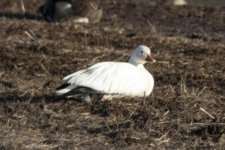 A06SnowGoose7401.jpg A06SnowGoose7401.jpg