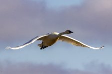 A07TundraSwan7090.jpg A07TundraSwan7090.jpg
