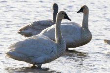 A08TundraSwans7385.jpg A08TundraSwans7385.jpg