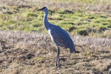 B02SandhillCrane6878.jpg