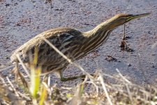B03AmericanBittern7353.jpg