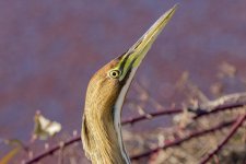 B04AmericanBittern7366.jpg