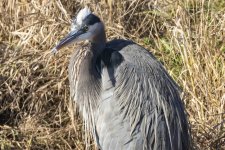 B05GreatBlueHeronWWhiteMohawk7210.jpg