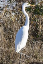 B07GreatEgret7054.jpg