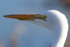 B08GreatEgret7061.jpg