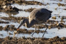 B06GreatBlueHeronWRodent7010.jpg