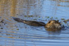 B10Nutria7242.jpg