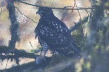 C01RedTailedHawkWRodent6968.jpg