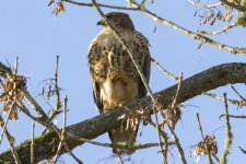 C02RedTailedHawk7309.jpg