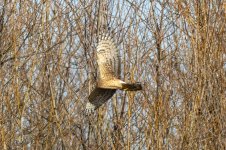 C03NorthernHarrier7040.jpg