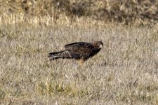 C04NorthernHarrier7137.jpg