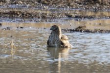 C05NorthernHarrierBathing7127.jpg