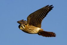 C06AmericanKestelHovering7396.jpg