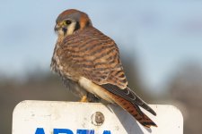 C07AmericanKestrel7420.jpg