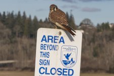 C08AmericanKestrel7428.jpg