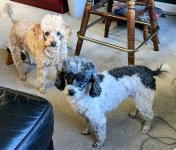 Dogs.jpeg Dogs.jpeg