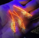 IMG_0622.jpeg