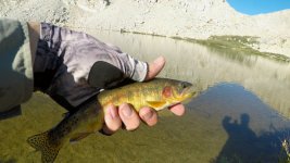 Golden_Trout1_2022_Pic1.jpg