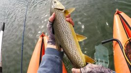 Tiger_Trout.jpg