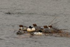 007-Merganser-122922.jpg