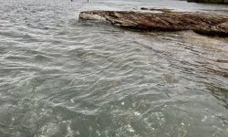 BA145334-70D2-4018-A94D-1EC7DF0E9729.jpeg BA145334-70D2-4018-A94D-1EC7DF0E9729.jpeg