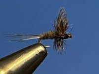 IMG_0639.jpeg