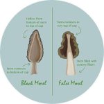 morel-mushroom-real-fake.jpg