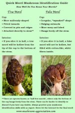 morel-mushroom-identification.jpg