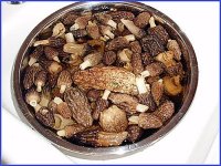 morels websize_edited-1.jpg morels websize_edited-1.jpg