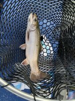 Brook Trout.jpg