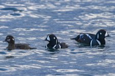HarlequinDrakes&Hen7516.jpg HarlequinDrakes&Hen7516.jpg