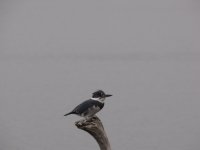 IMG_0118.JPG