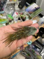 996F8446-86B6-486C-9DF0-41ADFDBF25B8.jpeg