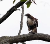 2023-01-02 Buttertubs young red tail hawk  014_DxO port hi key_crop med.jpg