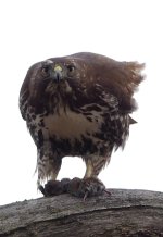 2023-01-02 Buttertubs young red tail hawk  017_DxO std_crop0.jpg
