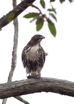 2023-01-02 Buttertubs young red tail hawk  019_DxO std_crop med.jpg