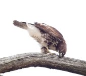 2023-01-02 Buttertubs young red tail hawk  065_DxO port std_crop med.jpg
