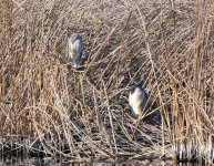 Black Crowned Night Herons 1.JPG