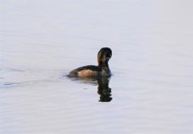 Greater Scaup Hen.JPG