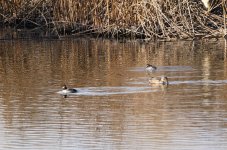 Buffleheads and Shoveler.JPG