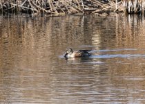 Hen Shoveler.JPG